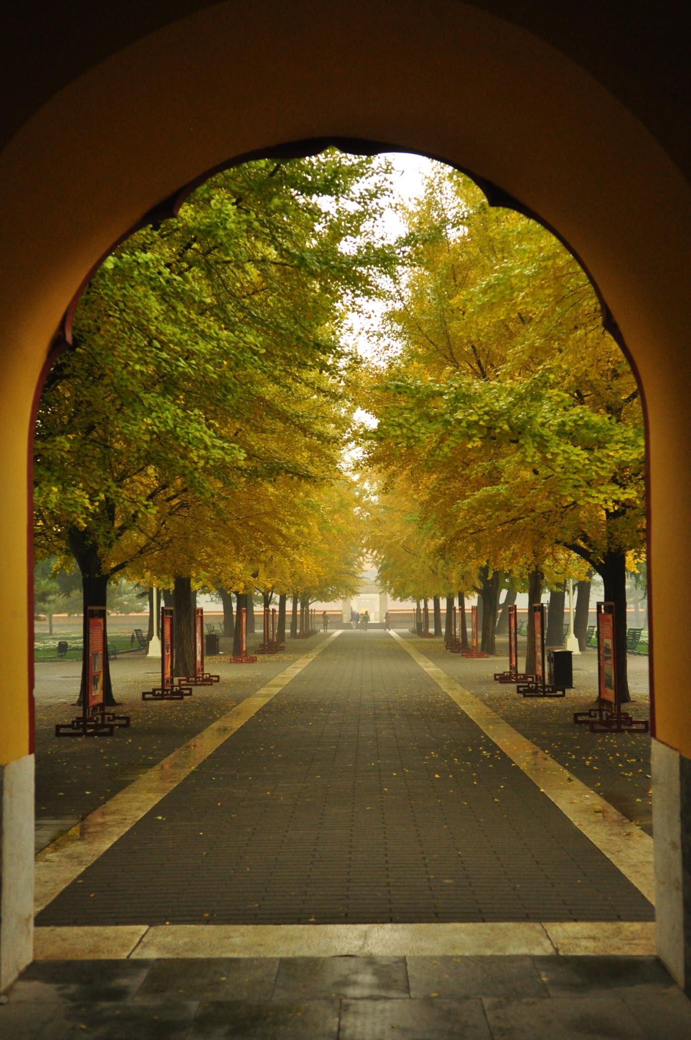 Tree-lined path with golden leaves seen through an archway