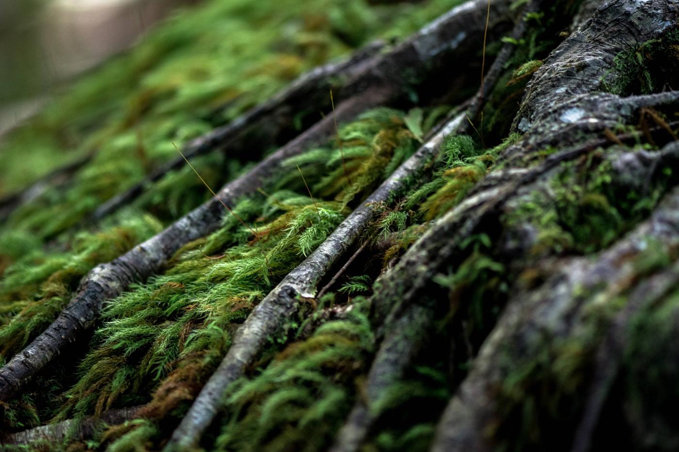 Close-up of green moss growing over tree roots