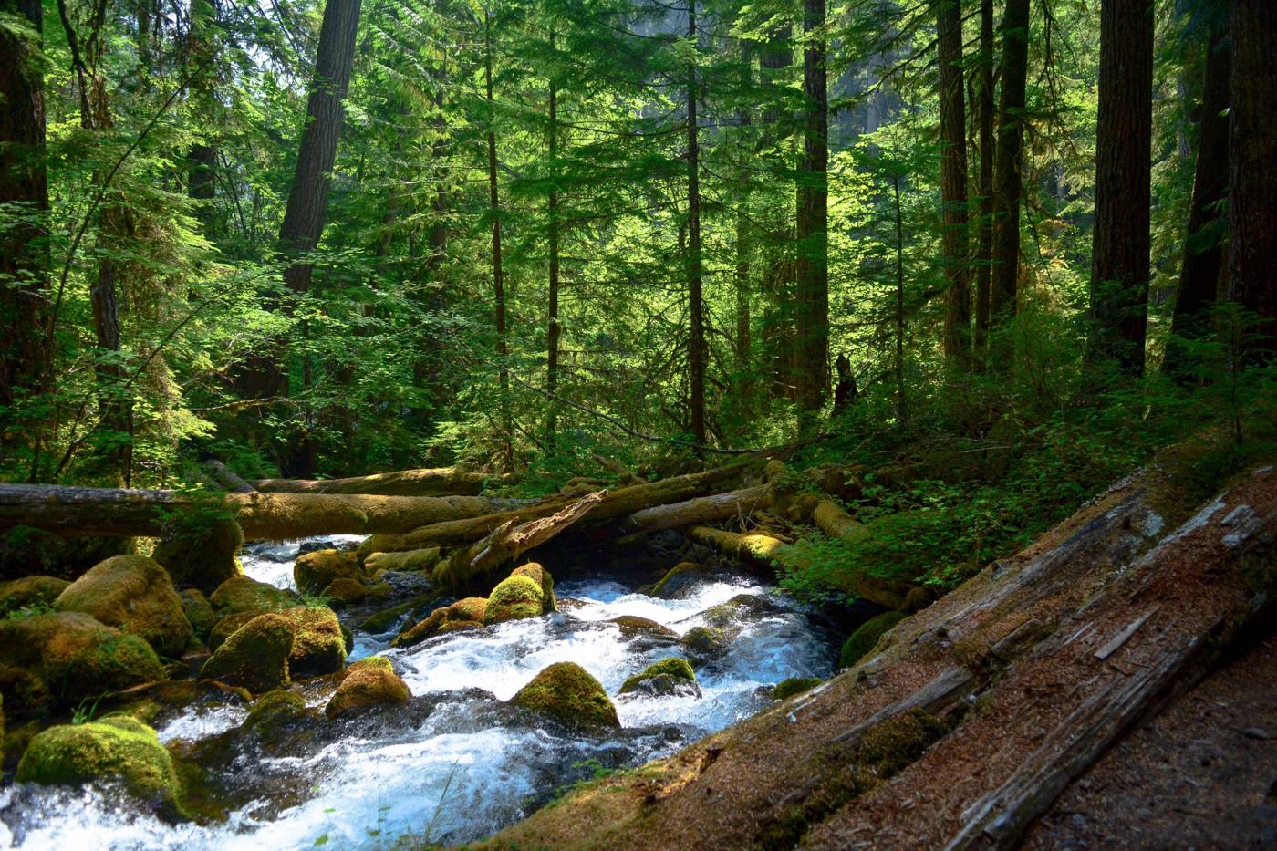 Clear stream tumbling over mossy rocks in a forest